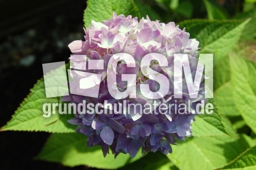 Hortensie_1.JPG